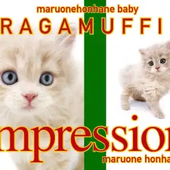 【 ラガマフィン 】こう見えて男の子なんです！超イケメン登場にみぽりん驚愕！