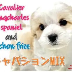 【 キャバション 】衝撃走る！巷で話題の超人気MIXが元町にやってきた！