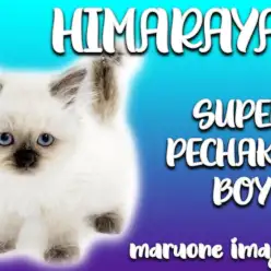 【 ヒマラヤン 】シールポイントのぺちゃ顔が愛らしい温厚イケメンニャンコ！