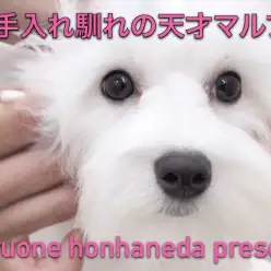 【 マルプーのお手入れ 】天才的なお手入れ馴れを習得した本羽田店の逸材！