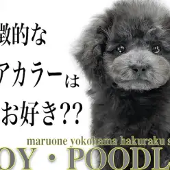 【 トイプードル 】生後60日で体重650gと小さめ！更に毛色はレアなシルバー！