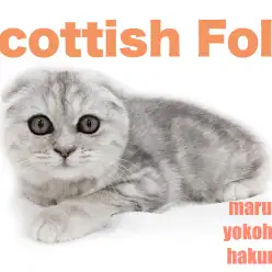 【 スコティッシュフォールド 】垂れ耳！目力抜群！甘えん坊！魅力多く持つ女の子！