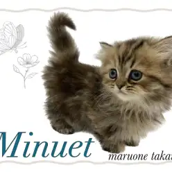 【 ミヌエット 】究極の短足ボディ！ふわふわミヌちゃんが仲間入り！