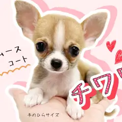 【 チワワ 】手のひらサイズのスムースチワワ！これでもかと思う程魅力が盛り沢山