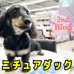 【 ミニチュアダックスフント 】生後5ヶ月になったダックスちゃんに注目！