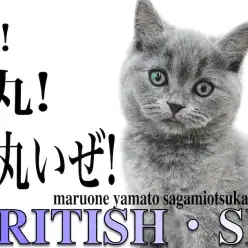 【 ブリティッシュショートヘア 】まん丸だけど運動神経抜群のギャップにゃんこ