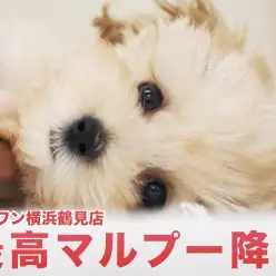 【 マルプー 】足短めの弟系アプリコットわんこのご紹介!