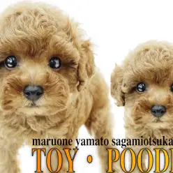 【 トイ・プードル 】生後60日で体重621g！手乗りサイズのテディベア犬！