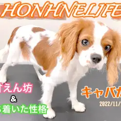 【 ホンハネライフ 】本羽田店のムードメーカー！キャバリアちゃん