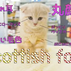 【 スコティッシュF 】垂れ耳・丸顔・柔らかい毛色と触り心地は天下一品！