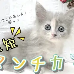 【 マンチカン 】短足長毛マンチカン！ブルー系の神秘的な毛色にご注目！