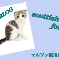 【 スコティッシュフォールド 】かわいさ全開！愛嬌たっぷり思わせ上手なスコくん