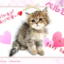 【 ペルシャ 】これぞベイビーキャット！とびっきりのちびっこちゃん！