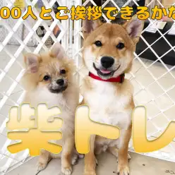 【 柴トレ 】100人とご挨拶チャレンジ！！フレンドリー柴犬になろう！！