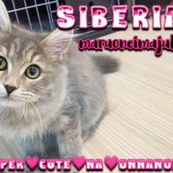 【 サイベリアン 】生後5ヶ月のゴージャスボディ!犬との多頭もOKな温厚ニャンコ