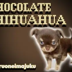 【 チワワ 】手乗りサイズのチョコレートカラー!初心者必見の甘えん坊な男の子!