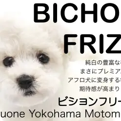 【 ビションフリーゼ 】プレミアム級ボリューム！期待値MAXのアフロ犬！！