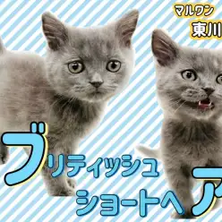 【 ブリティッシュショートヘア 】マシュマロボディが魅力的なブリちゃん！