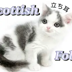 【 スコティッシュフォールド 】まん丸甘えん坊の牛柄スコティッシュくん