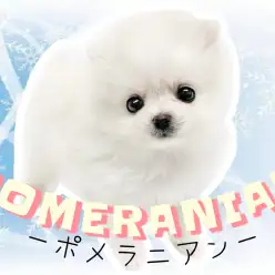 【 ポメラニアン 】手のひらサイズの小さめアザラシ系ポメラニアンちゃん登場！