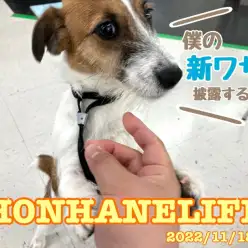 【 ホンハネライフ 】見よ！これぞ天才犬ジャックラッセルテリアくんの新ワザ