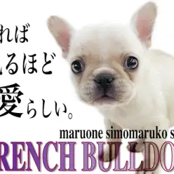 【 フレンチブルドッグ 】愛らしく癒される容姿と性格！ペチャ顔、短頭種の魅力とは