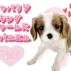 【 キャバリア 】初心者必見！オリジナリティー満載のブレンハイムのキャバちゃん