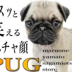 【 パグ 】鼻ぺちゃ代表!笑顔と癒しを届けるコミカルな動きに注目!