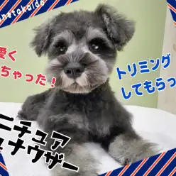 【 ミニチュアシュナウザー 】トリミングでバッチリ可愛くなっちゃいました！