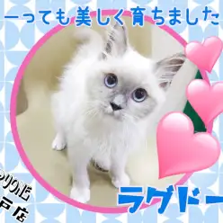 【 ラグドール 】スタッフSの推しにゃんこ！とーっても美しく育ちました！