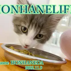 【 ホンハネゴハン 】森の妖精の如き淑女はご飯タイムもとっても優雅！