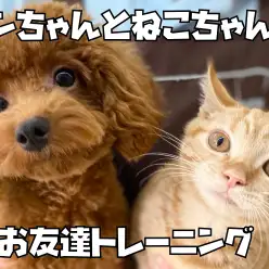 【 お友達トレーニング 】マンチカンちゃんとプードルちゃんのご挨拶！