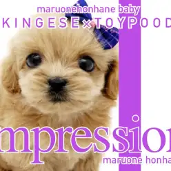 【 ペキプー 】ペキニーズとトイプードルの両親から誕生したMIXのわんこ！