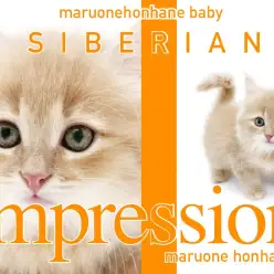 【 サイベリアン 】あまりの可愛さに絶叫の嵐！生後2ヶ月のクリームサイベ登場！