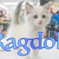 【 ラグドール 】全てがゴージャス！超甘えん坊なラグちゃん！