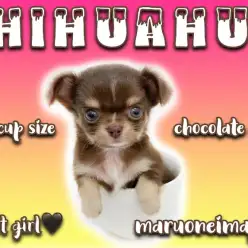 【 チワワ 】生後58日で449g!チョコレートカラーのティーカップチワワ!
