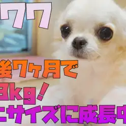 【 チワワ 】生後7ヶ月で体重1.3kg！極小サイズに成長中！