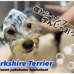 【 ヨークシャーテリア 】ヨーキー君とシャンプーの4つのポイント学んじゃおう！