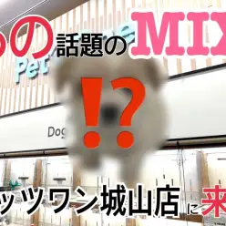 【 MIX 】話題のMIXが今ペッツワン城山店にいます!
