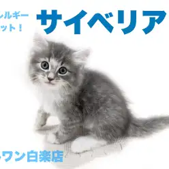 【 サイベリアン 】くっきりお目々がチャームポイント！人が大好きなサイベリアン