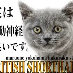 【 ブリティッシュショートヘア 】まん丸フォルムが特徴!でも実は運動神経抜群?