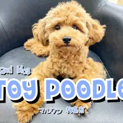【 トイプードル 】生後7ヶ月！小柄で賢いプーちゃんのセカンドブログ！