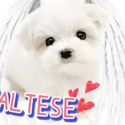 【 マルチーズ 】小柄なドワーフ体型の女の子！小っちゃくたって人一倍遊び上手！