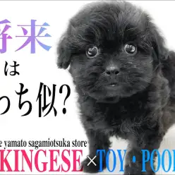 【 MIX 】将来はどっち似？両親はペキニーズとトイプードル！ペチャ顔のペキプー