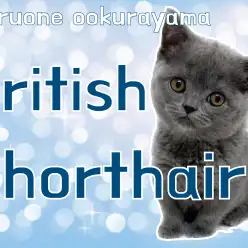 【 ブリティッシュショートヘア 】もちころボディのまん丸ガール！！