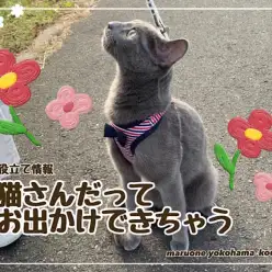 【 お役立て情報 】猫さんだってお出かけできちゃう！