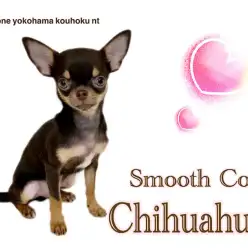 【 チワワ 】スムチーくん、4つのオススメポイントをご紹介