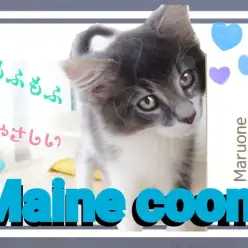 【 メインクーン 】やさしいもふもふ登場！人懐っこさは誰にも負けないぞ