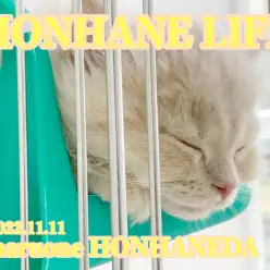 【 ホンハネライフ 】甘えん坊大型にゃんこの寝顔と寝起きをパパラッチ！