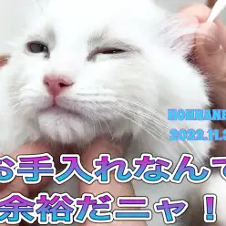 【 ホンハネライフ 】お耳のお手入れは余裕なんだニャー！ラグちゃんの巻